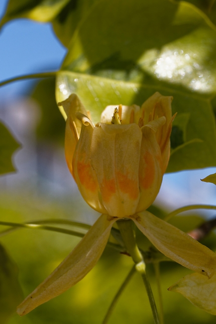 Jardin Botanique de la Bastide-040